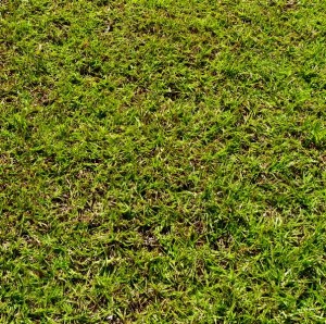 Centipede lawn infected with sting nematode