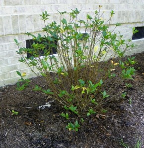 damage to gardenia