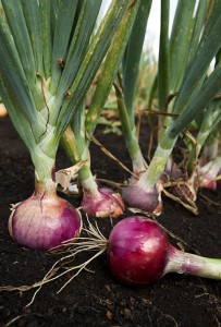 red onion