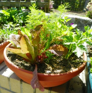 Salad bowl garden