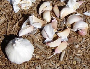 Garlic cloves