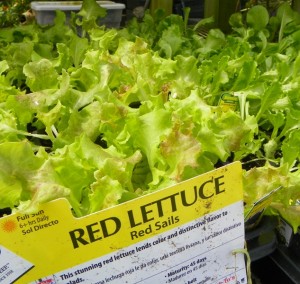 Lettuce plants