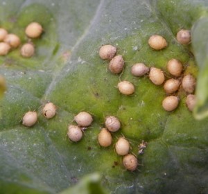 Parasitized aphid "mummies"