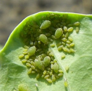 Aphids on collard leaf