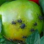 Brown Marmorated Stink Bug on tomato