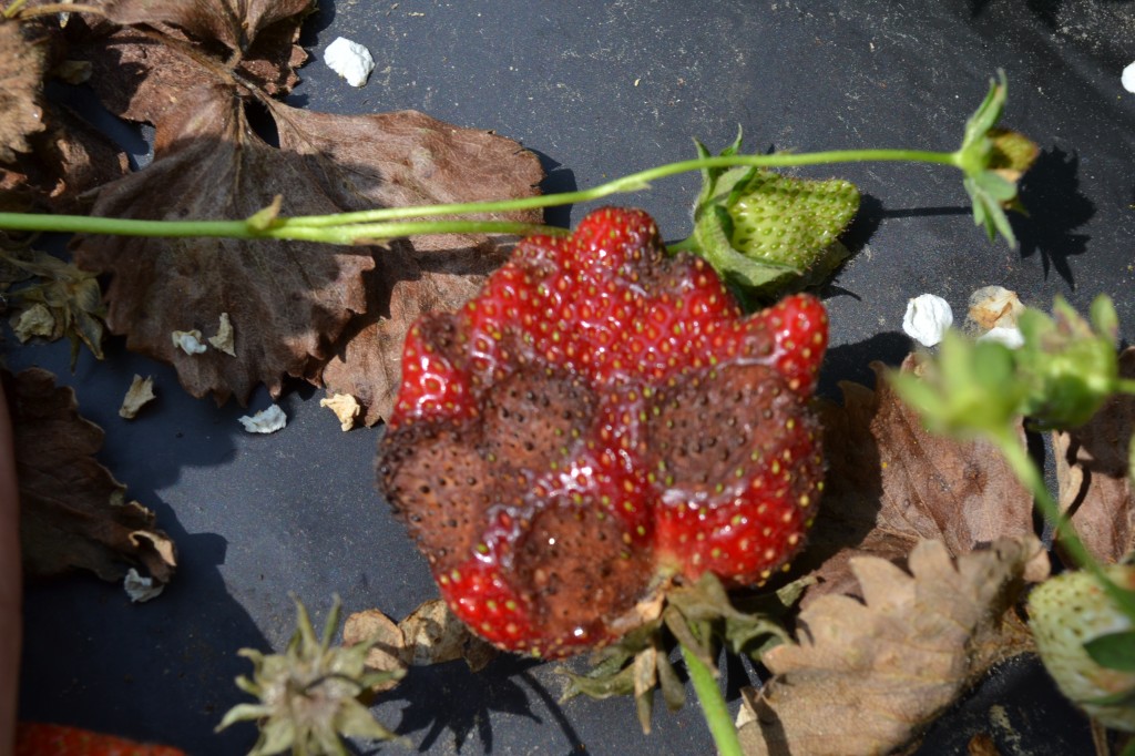 Anthracnose ripe fruit