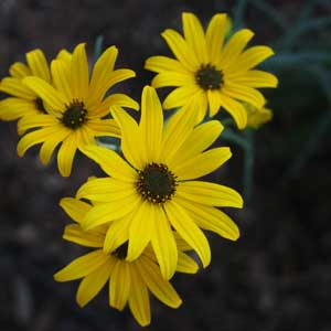 Helianthus angustifolius 'Gold Lace'