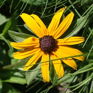 Rudbeckia fulgida