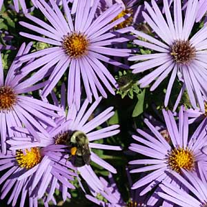 'Raydon's Favorite' aromatic aster 