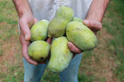 Skulptur peregrination Koncession Chatham County Pawpaw Harvest | NC State Extension