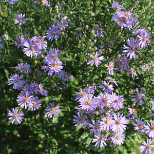 Symphyotrichum laeve var. laeve 'Bluebird