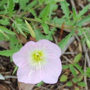 Oenothera berlandieri 'Siskiyou'