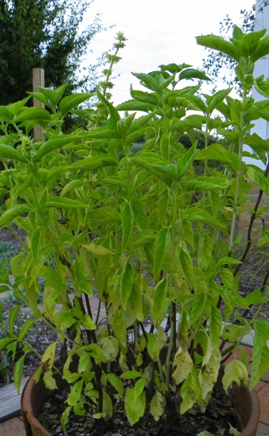 Yellowing lower leaves and leaf loss can be symptoms of nutrient deficiency.