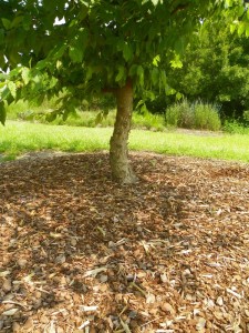 Mulch around tree