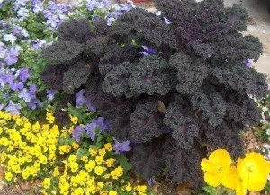 Redbor kale with yellow violas