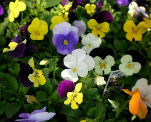 Sorbet Violas