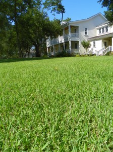 'Empire' Zoysia Lawn