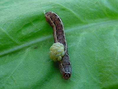 Fall armyworm ectoparasite (Euplectrus sp.)