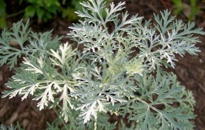 Powis Castle artemisia