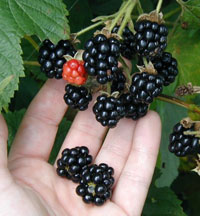 blackberries blackberries