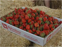 Box of Chandler strawberries