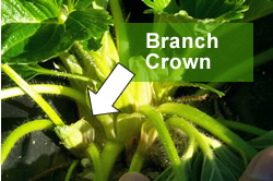 branch-crown.jpeg