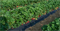 Chandler strawberry plants fruiting in field