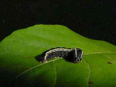 Yellow-striped armyworm