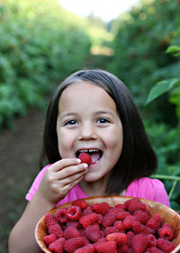 food-safety-and-raspberries