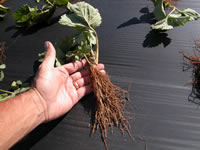 fresh dug strawberry plant