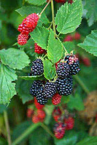 home-gardeners-blackberries-and-raspberries