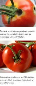 damaged and undamaged tomatoes