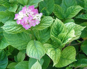 Iron chlorosis on hydrangea caused by high soil pH