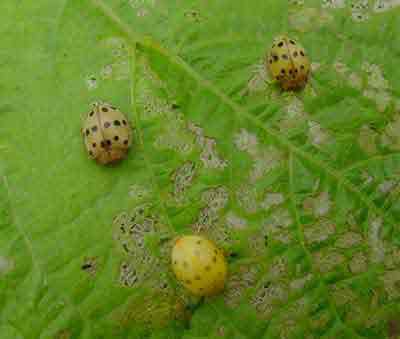 Newly emerged Mexican bean beetle adults