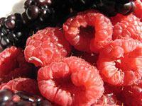 new-growers-blackberries-and-raspberries