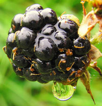 rain-and-blackberry