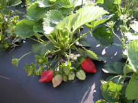 Strawberry fruit ripening on the plant 