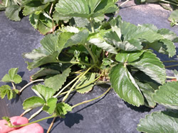 Removing runners from a strawberry plant