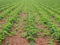 Runnering in the strawberry nursery