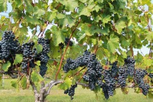 Ripe grapes at Silk Hope Winery