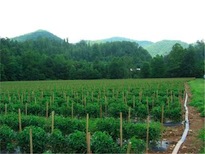 Cover photo for Vegetable Production Update- October 12, 2018