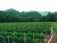 Field of staked tomato plants