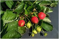 Sweet Charlie strawberries fruiting in field