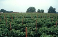 tomato field
