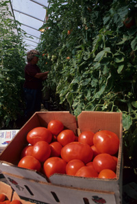 Box of ripe harvested tomatoes