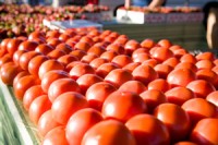tomatoes-stats Harvested tomatoes