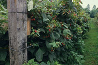 trellising-blackberries-and-raspberries Trellising blackberries and raspberries
