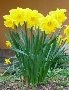 Daffodils in bloom.