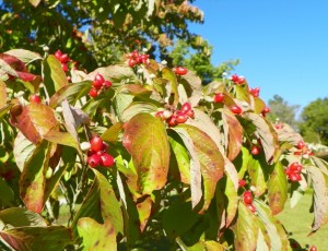 Dogwood with berries