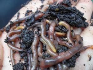 Red wriggler earthworms